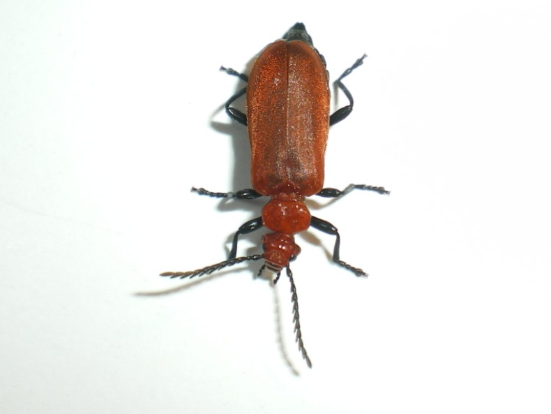 Pyrochroa serraticornis: la metamorfosi