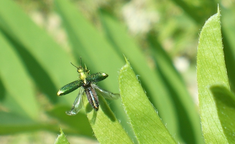 A spasso con Gomphus!!!!!