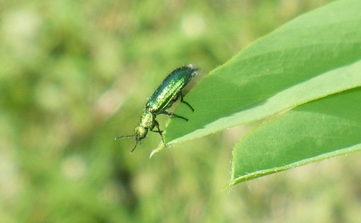 A spasso con Gomphus!!!!!