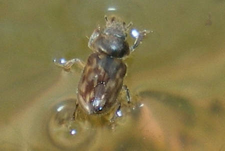 Heteroceridae