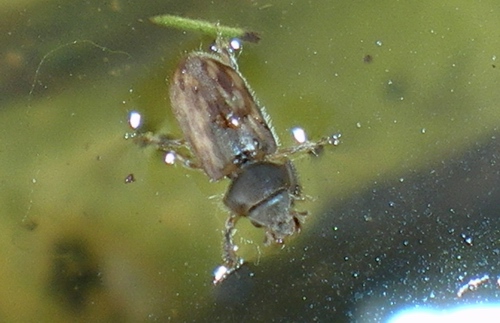 Heteroceridae