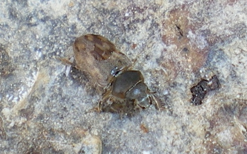 Heteroceridae