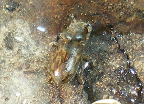 Heteroceridae