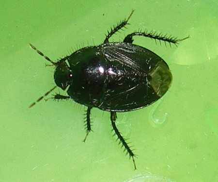 Cydnidae: Macroscytus brunneus delle Marche