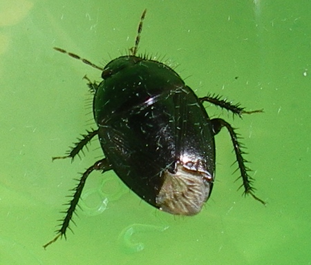 Cydnidae: Macroscytus brunneus delle Marche