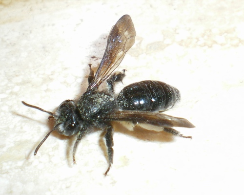 Andrena agilissima, femmina (Apidae Andreninae)