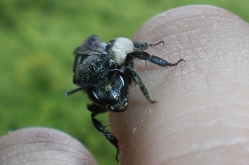 Andrena agilissima, femmina (Apidae Andreninae)