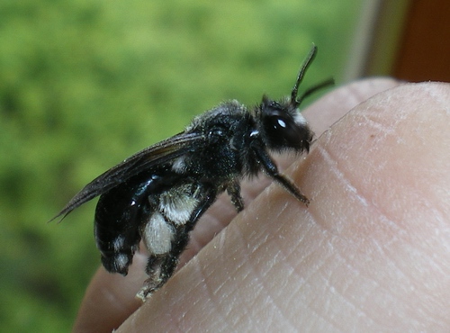 Andrena agilissima, femmina (Apidae Andreninae)