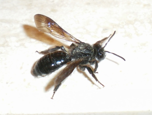 Andrena agilissima, femmina (Apidae Andreninae)