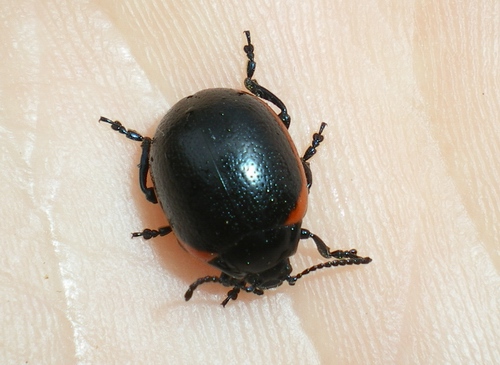 Chrysolina rossia