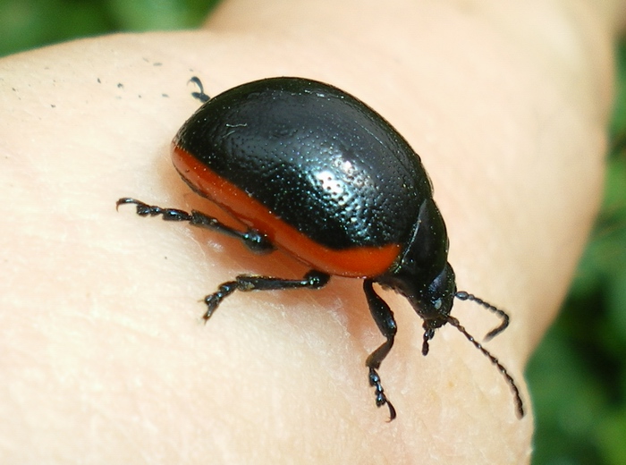 Chrysolina rossia