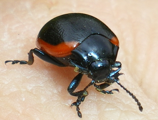 Chrysolina rossia