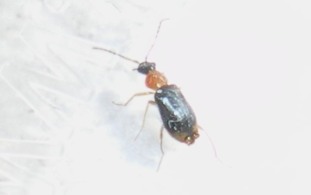 Hypebaeus flavicollis e Ebaeus battonii