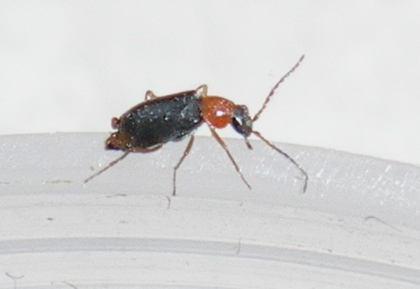 Hypebaeus flavicollis e Ebaeus battonii