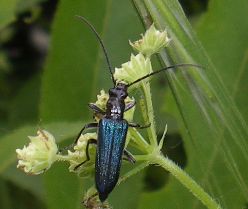 Anogcodes ruficollis