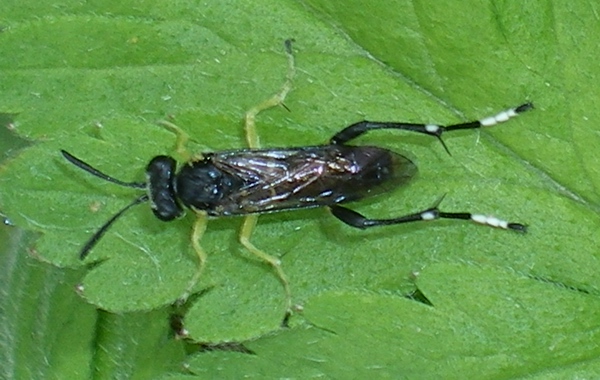 Macrophya montana!! In copula