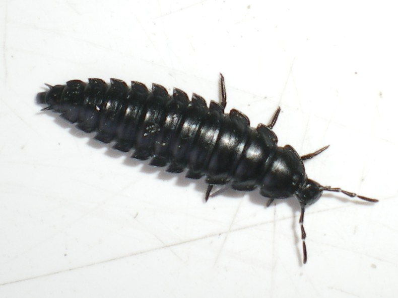 Ablattaria laevigata: la metamorfosi