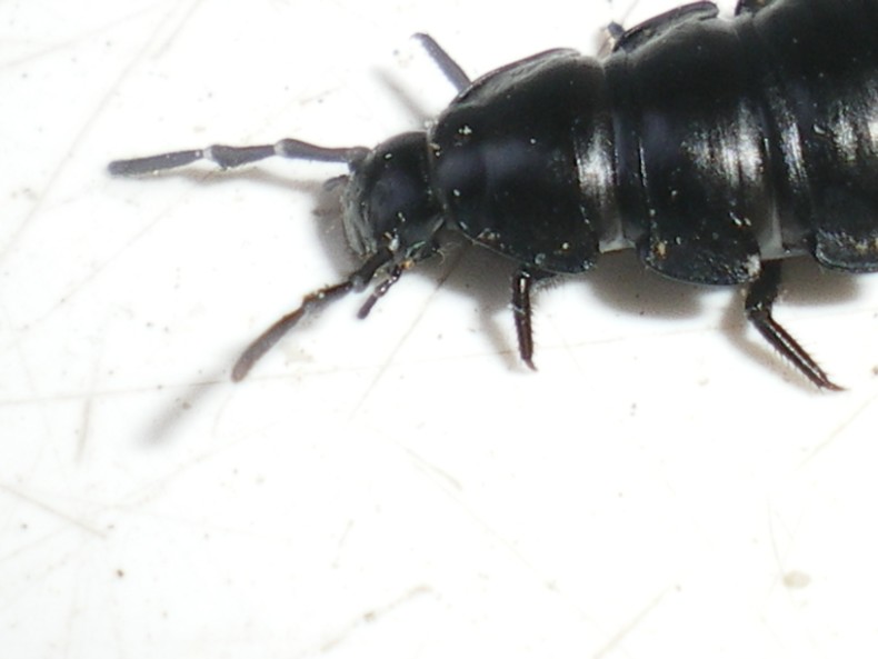 Ablattaria laevigata: la metamorfosi