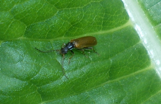 Rhagonycha nigripes?? No; Rhagonycha cf. femoralis