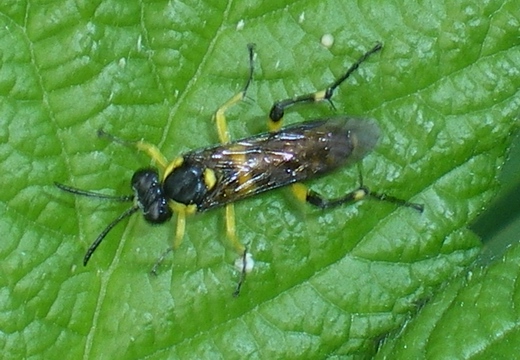 Macrophya montana!! In copula