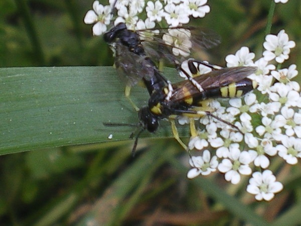 Macrophya montana!! In copula