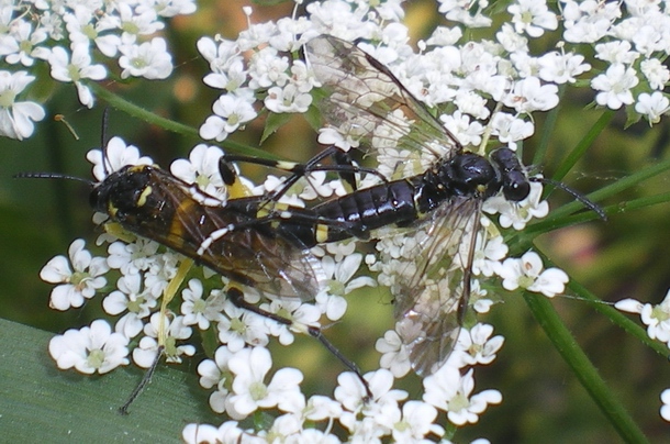 Macrophya montana!! In copula