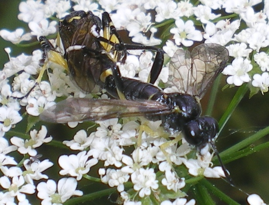 Macrophya montana!! In copula