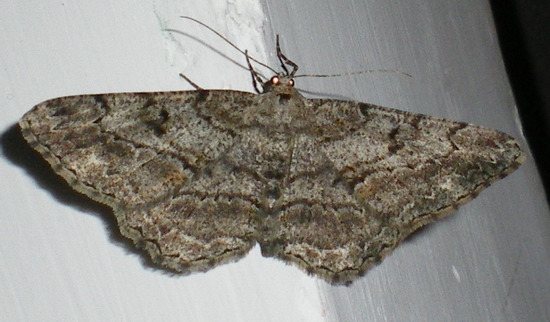 Geometridae da ID