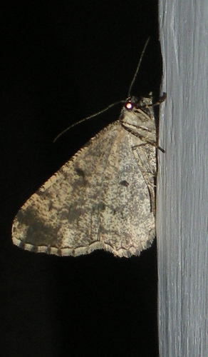 Geometridae da ID