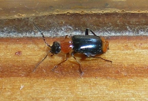 Hypebaeus flavicollis e Ebaeus battonii