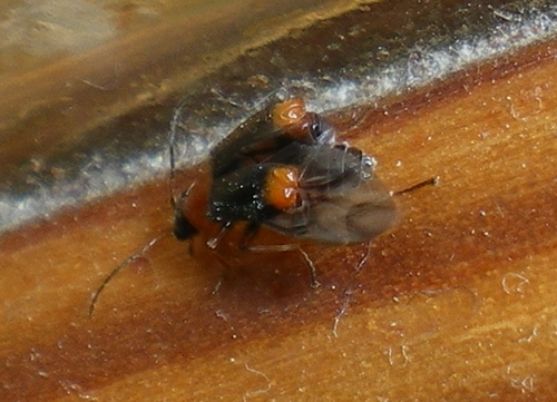 Hypebaeus flavicollis e Ebaeus battonii