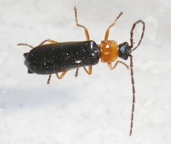 Cratosilis denticollis