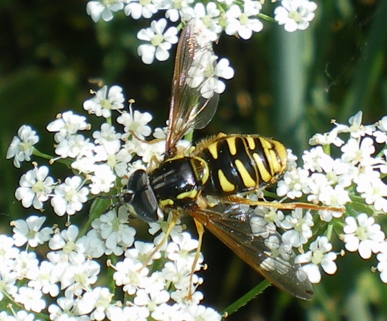 Chrysotoxum intermedium??