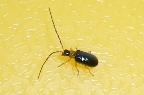 Luperus...
