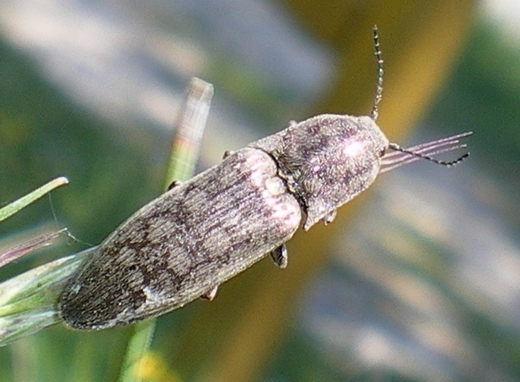 Actenicerus siaelandicus (Elateridae)