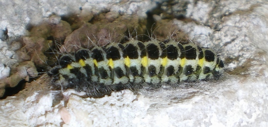 Zygaena filipendulae: pupa e bruco