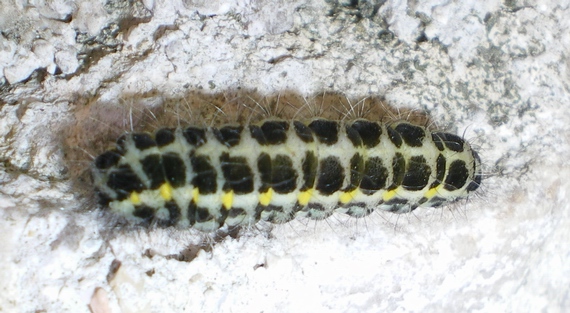 Zygaena filipendulae: pupa e bruco