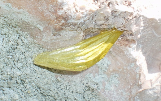 Zygaena filipendulae: pupa e bruco