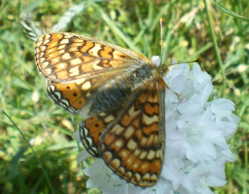 Euphydryas aurinia