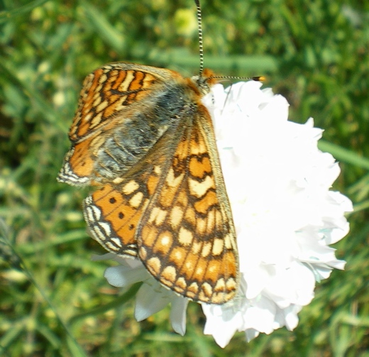 Euphydryas aurinia