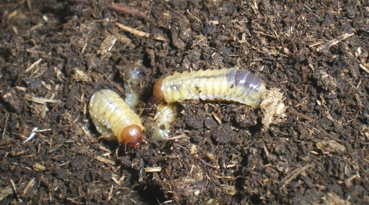 Onthophagus, anzi Aphodius: la metamorfosi