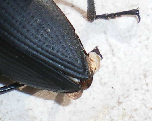 Zophobas atratus (Tenebrionidae)