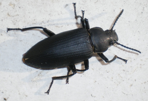 Zophobas atratus (Tenebrionidae)