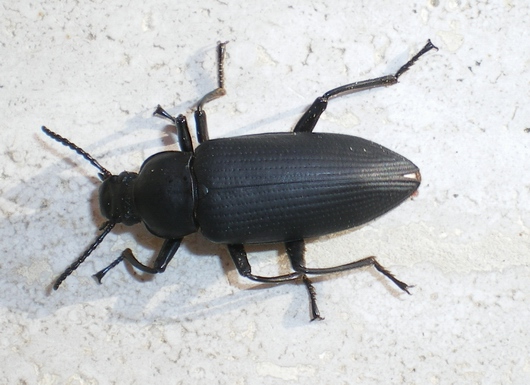 Zophobas atratus (Tenebrionidae)