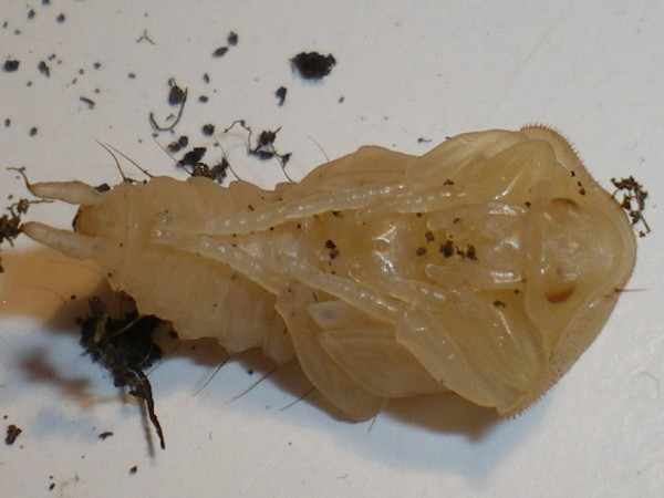 Ablattaria laevigata: la metamorfosi