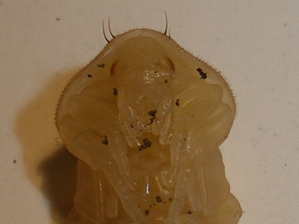 Ablattaria laevigata: la metamorfosi