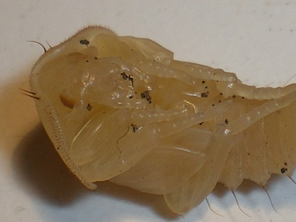 Ablattaria laevigata: la metamorfosi