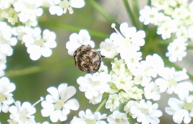 Anthrenus verbasci var. nebulosus??