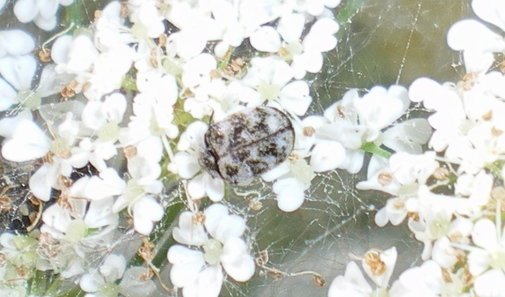 Anthrenus verbasci var. nebulosus??