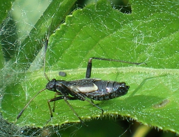 Miridae: Aphanosoma italicum delle Marche